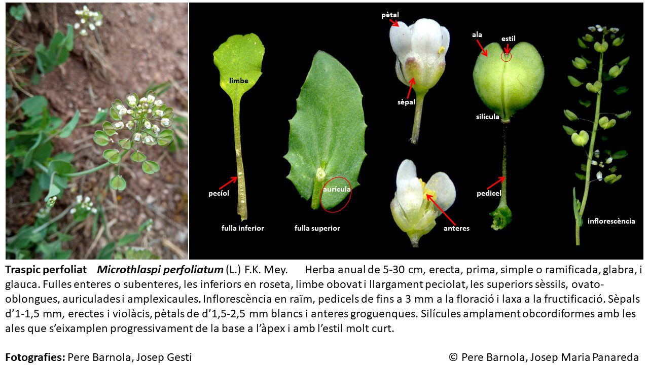 fitxa_Microthlaspi_perfoliatum