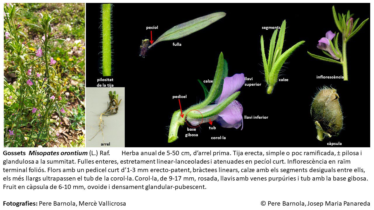 fitxa_Misopates_orontium