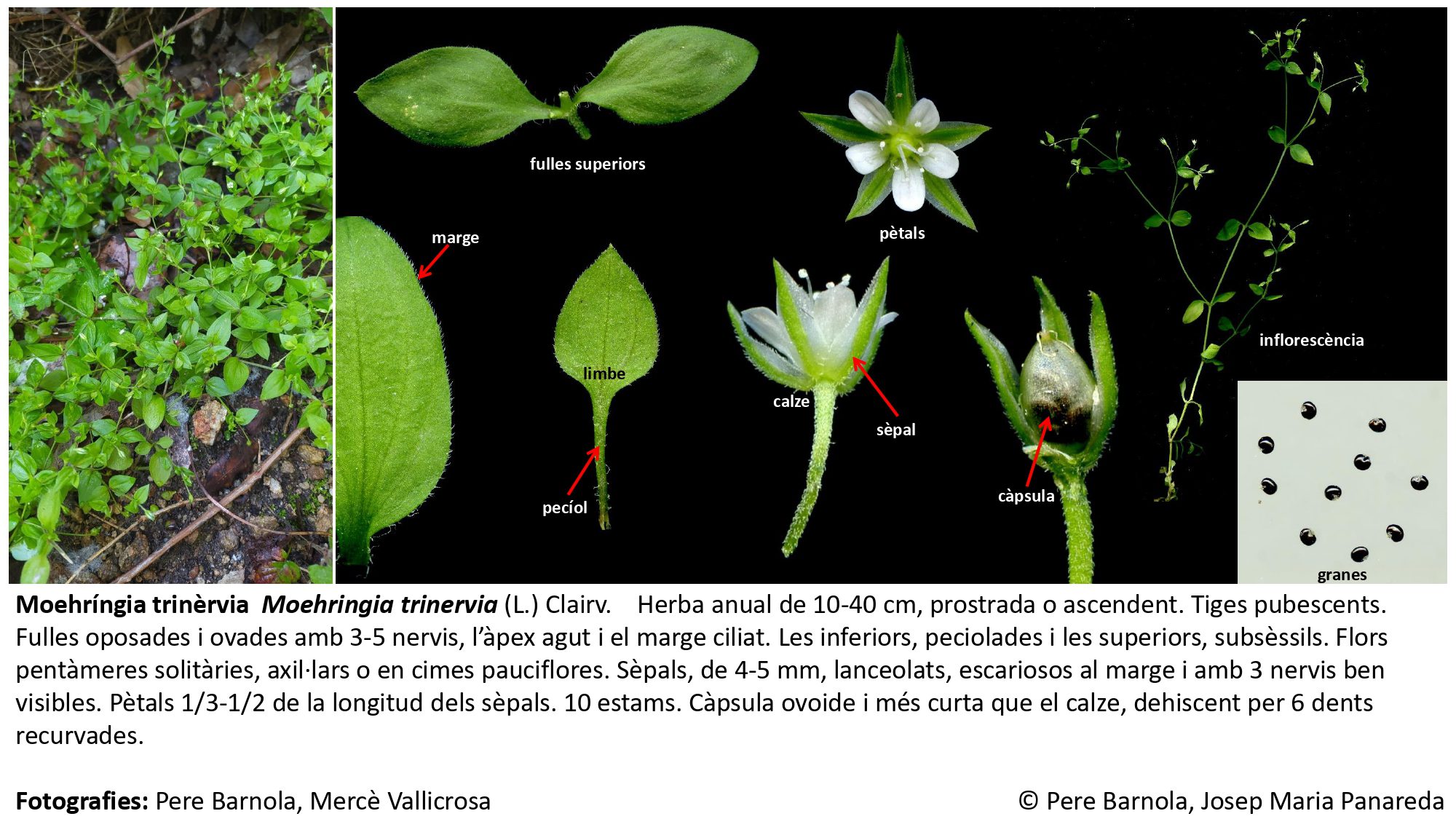 fitxa_Moehringia_trinervia