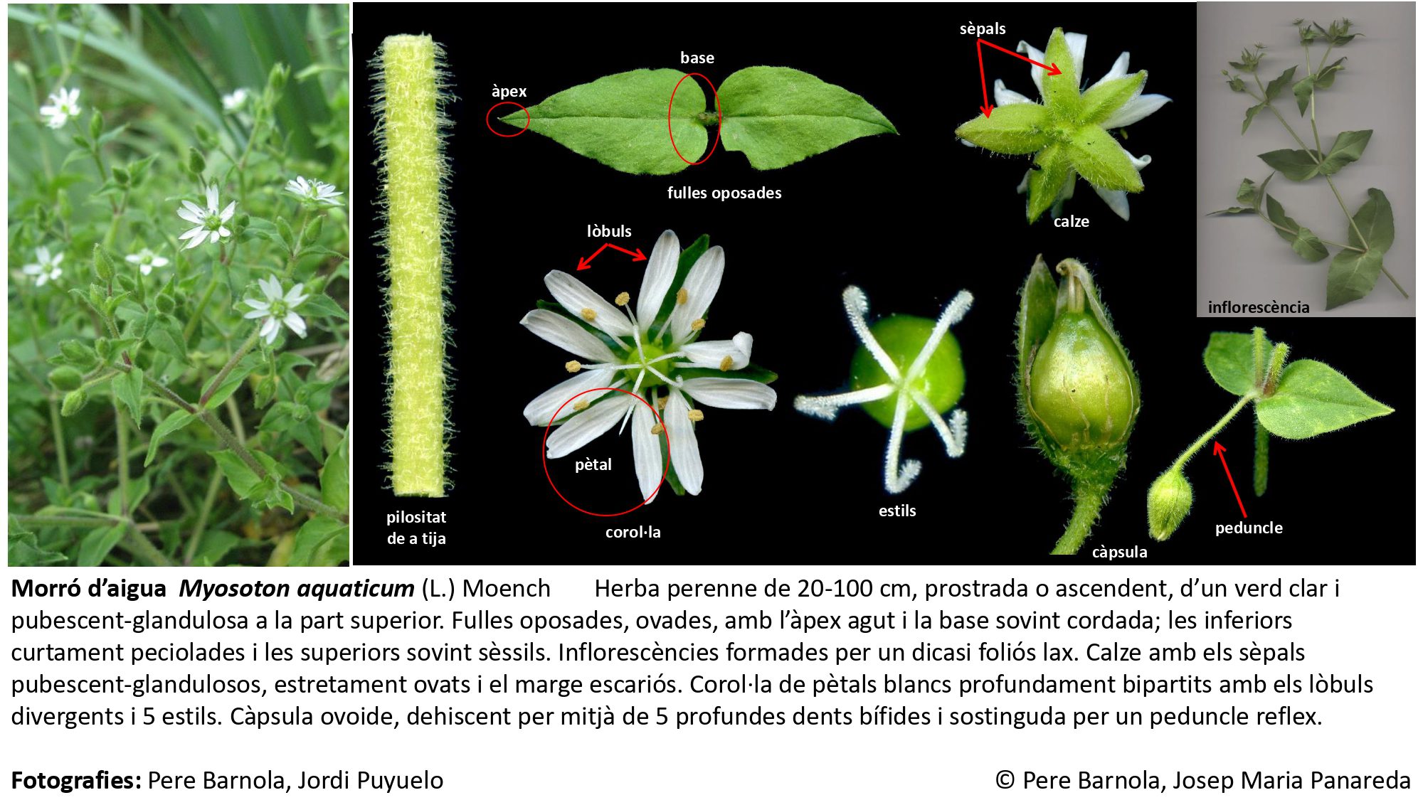 fitxa_Myosoton_aquaticum