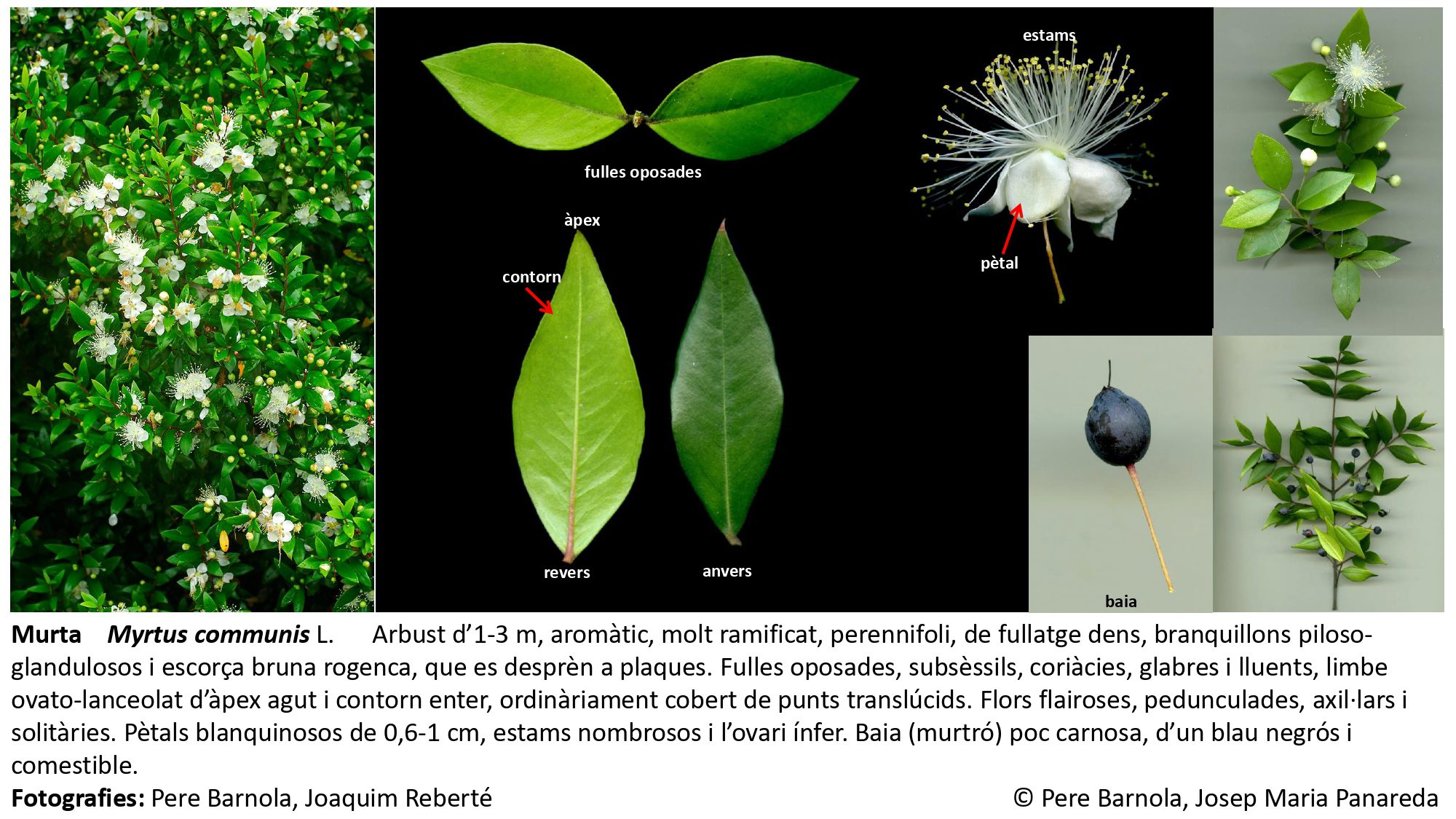 fitxa_Myrtus_communis
