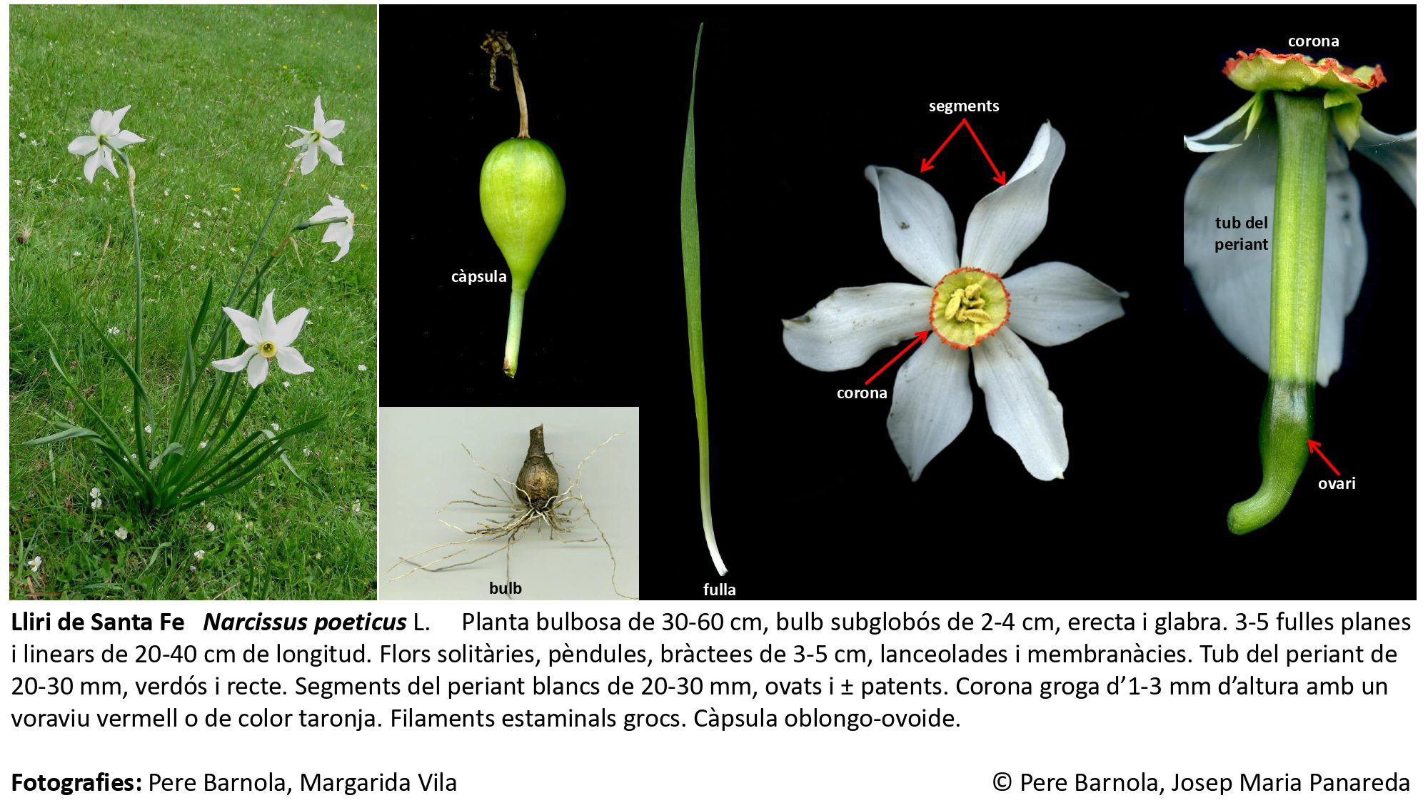 fitxa_Narcissus_poeticus