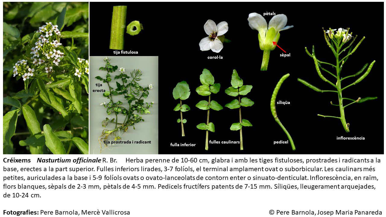 fitxa_Nasturtium_officinale