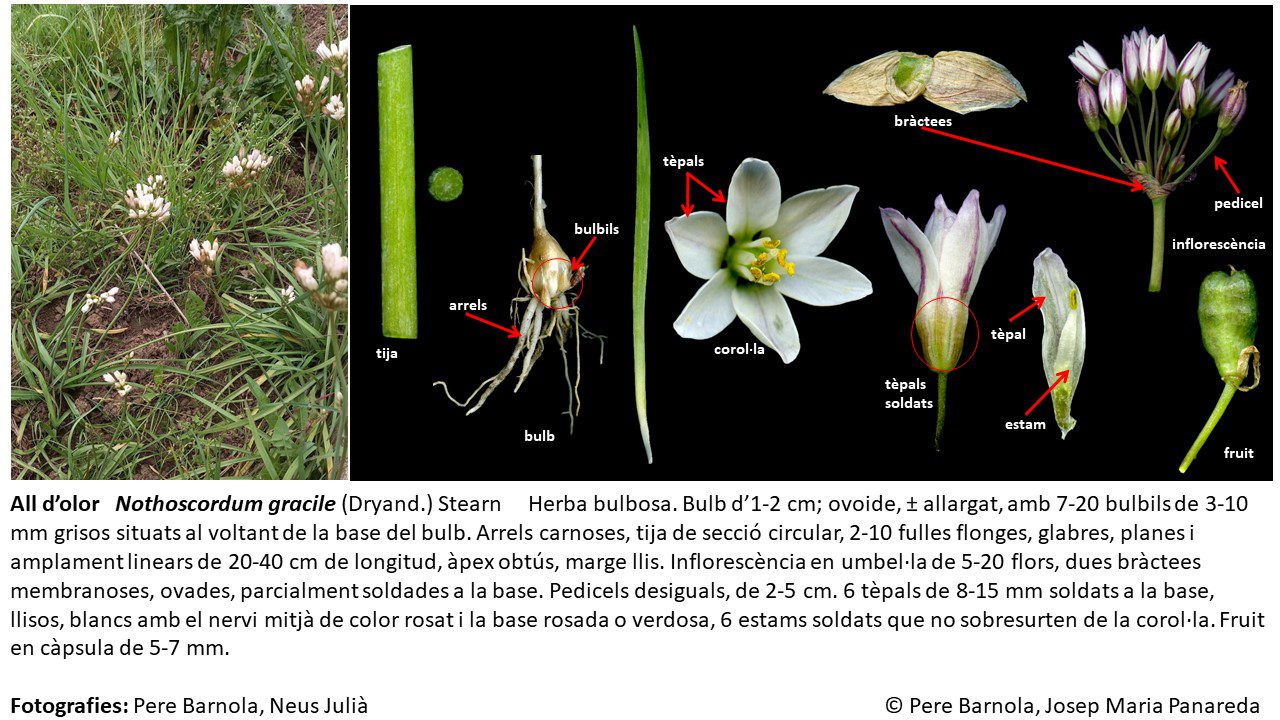 fitxa_Nothoscordum_gracile