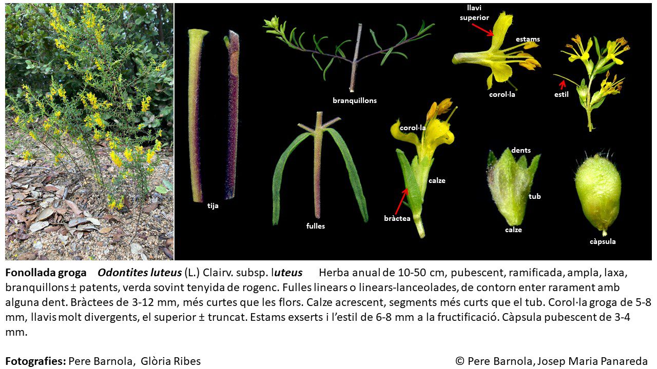 fitxa_Odontites_luteus_luteus