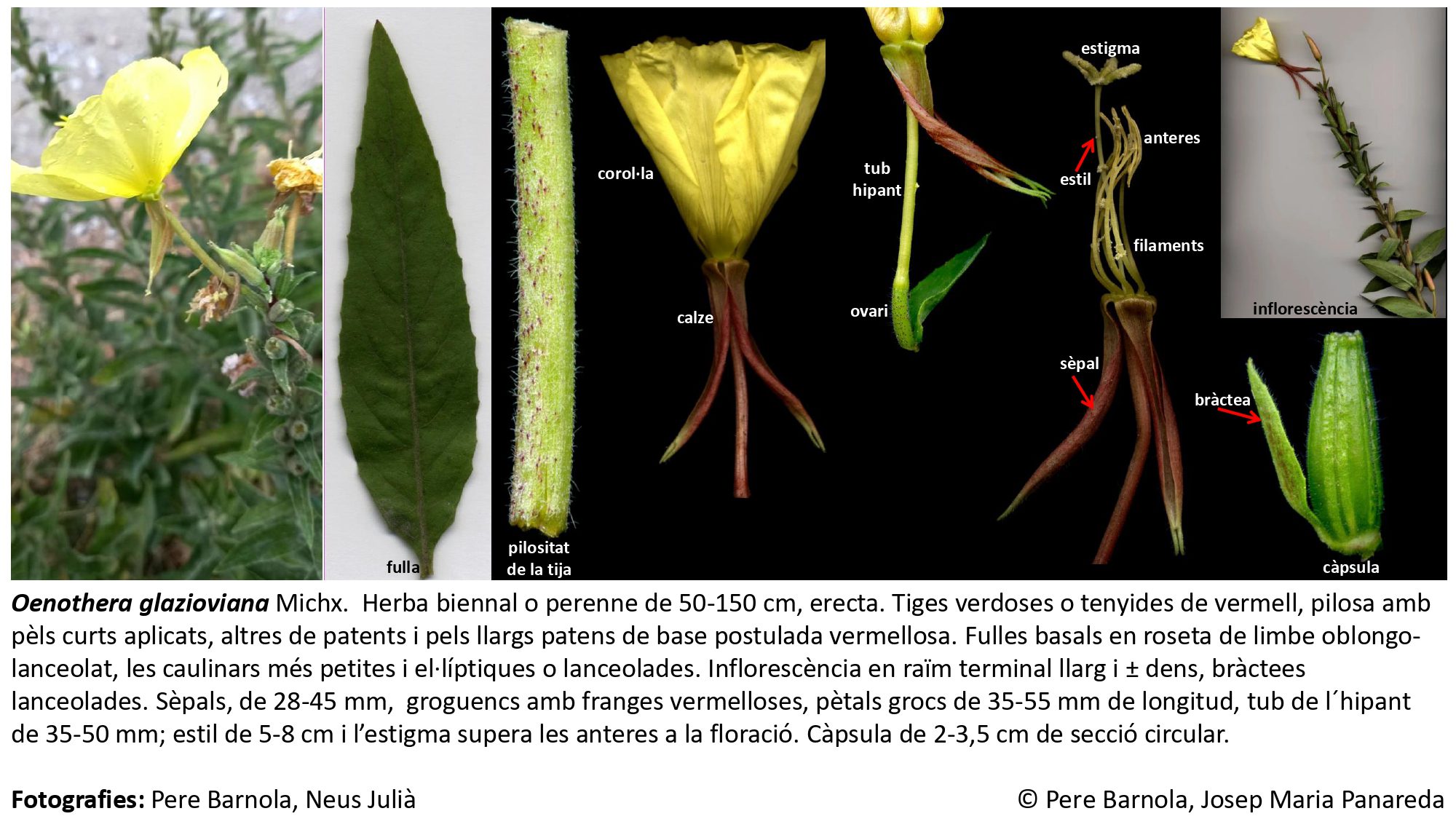 fitxa_Oenothera_glazioviana