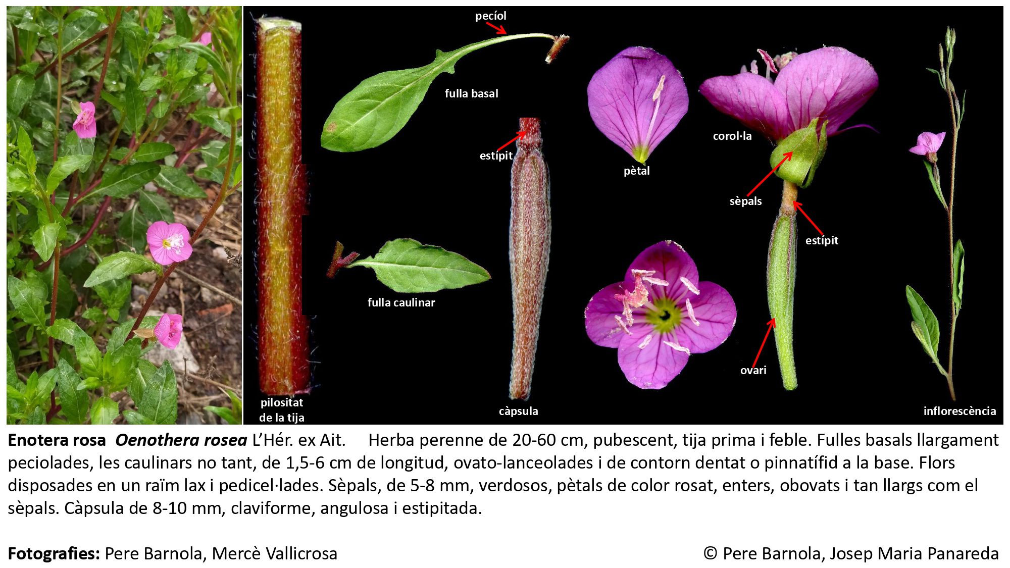 fitxa_Oenothera_rosea