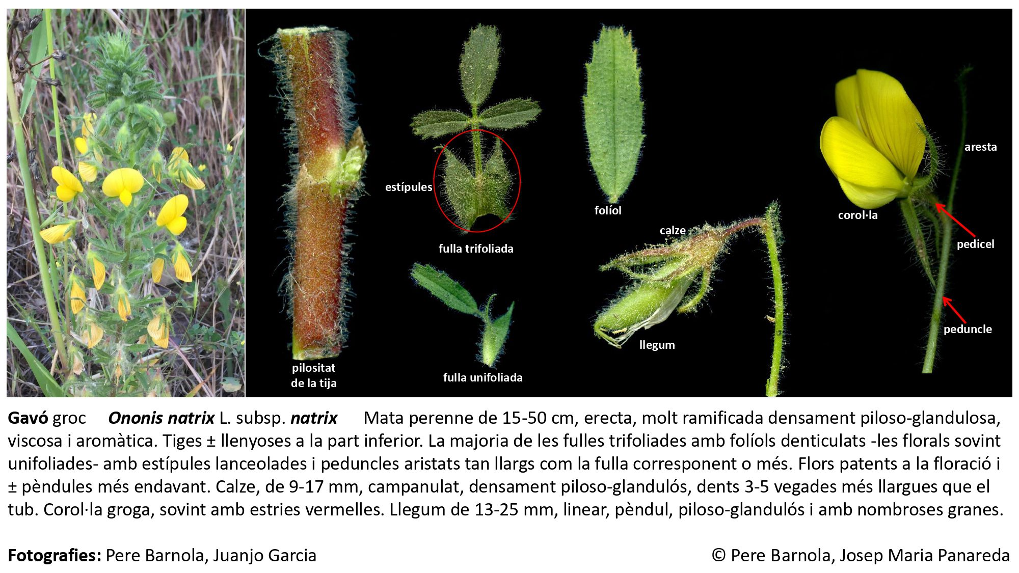 fitxa_Ononis_natrix_natrix