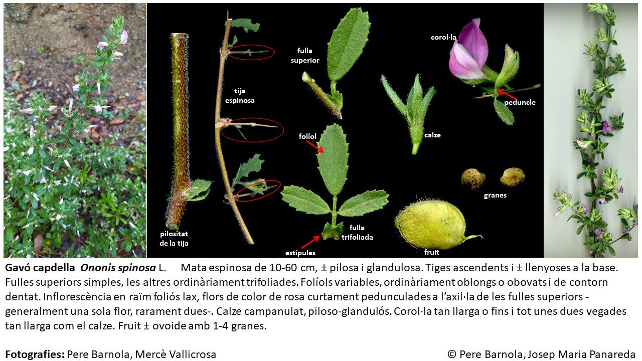 fitxa_Ononis_spinosa