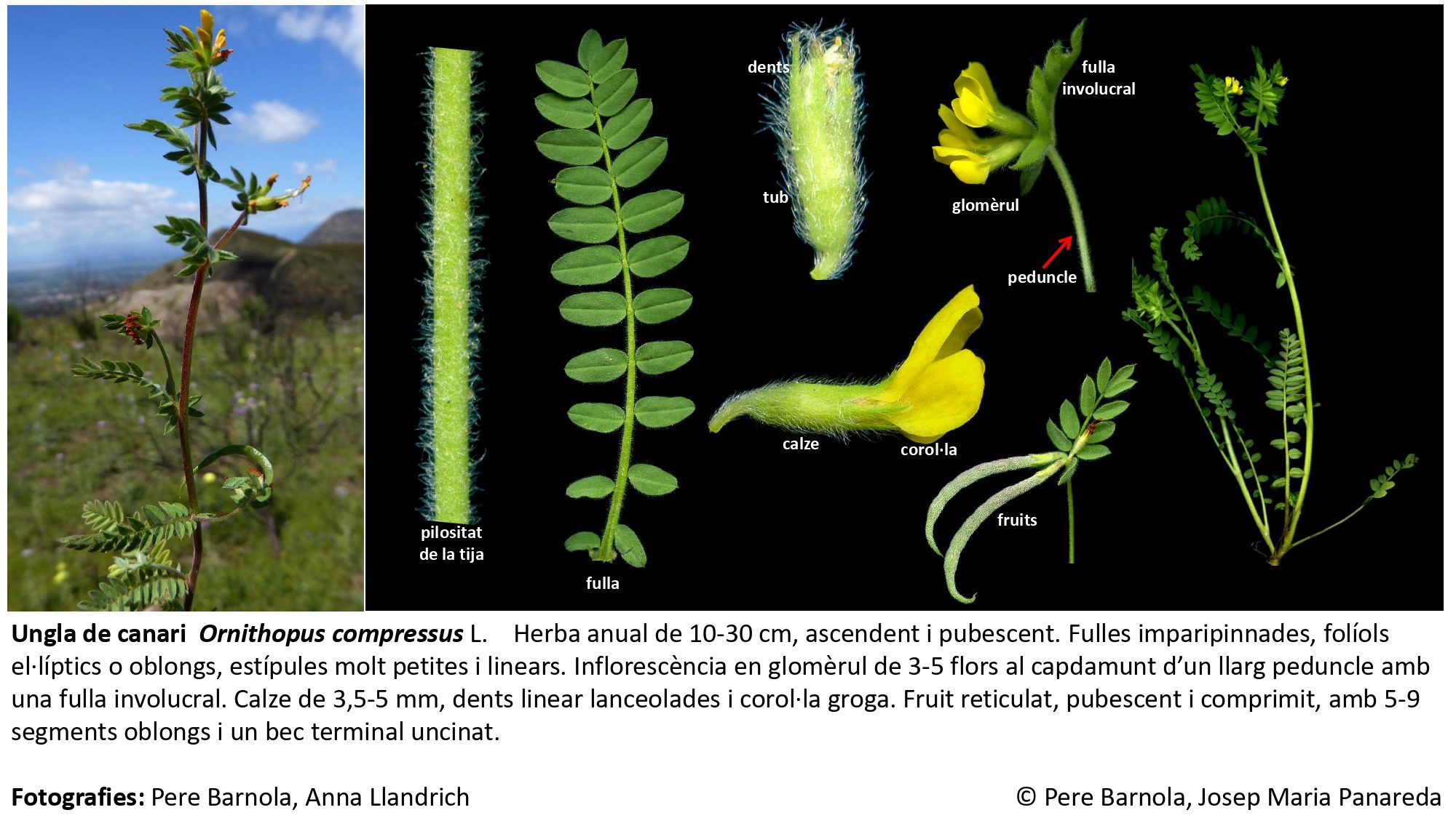 fitxa_Ornithopus_compressus