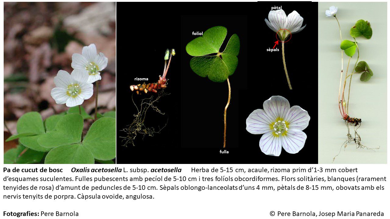 fitxa_Oxalis_acetosella_acetosella