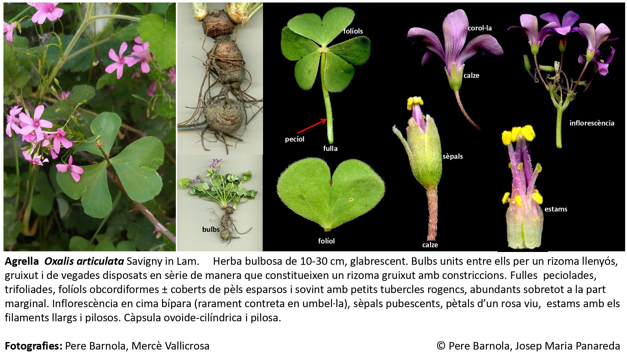 fitxa_Oxalis_articulata