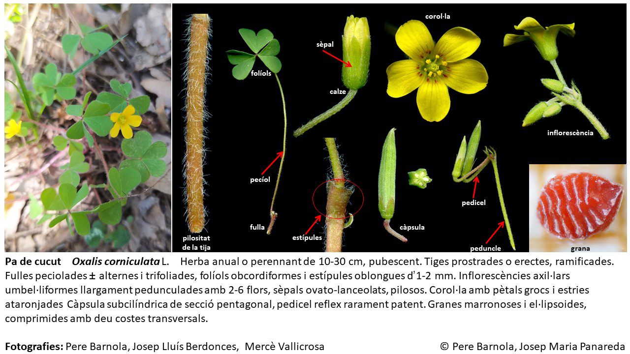 fitxa_Oxalis_corniculata