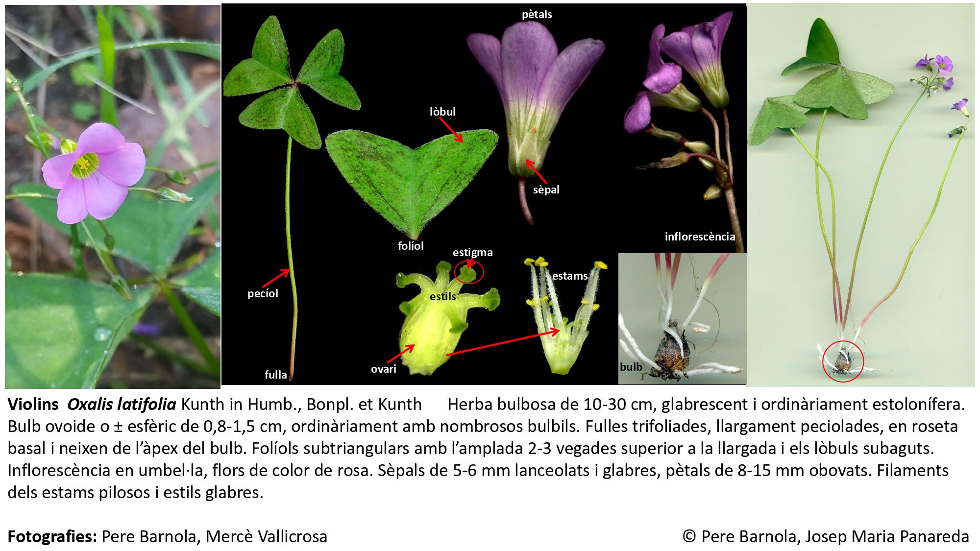 fitxa_Oxalis_latifolia
