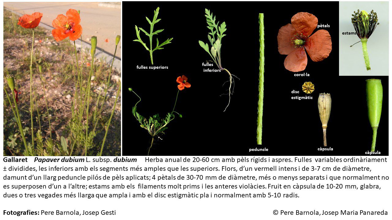fitxa_Papaver_dubium_dubium
