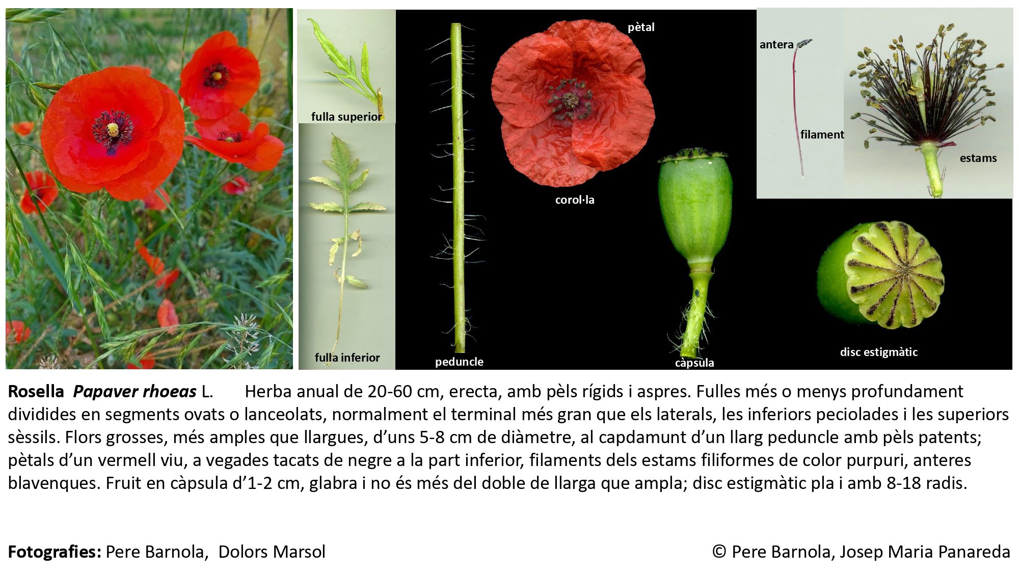 fitxa_Papaver_rhoeas