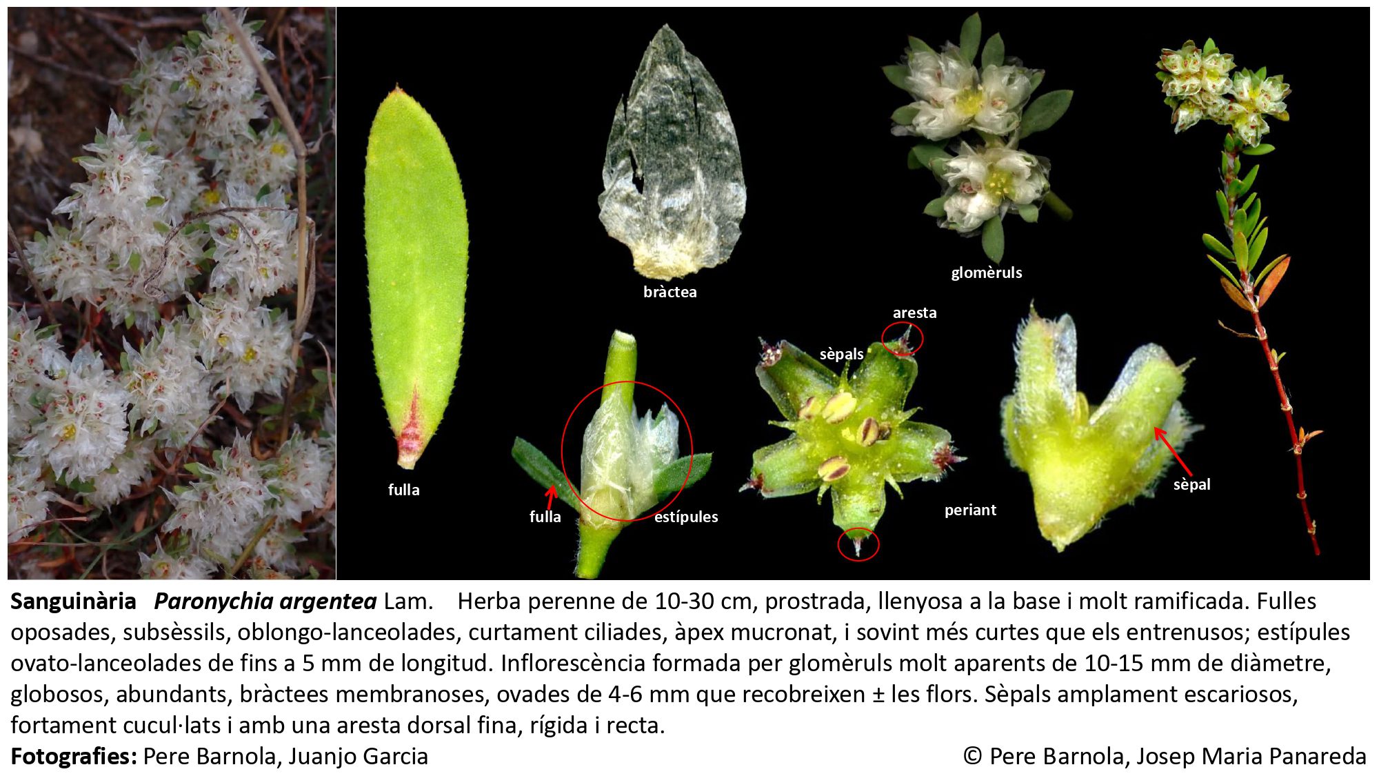 fitxa_Paronychia_argentea