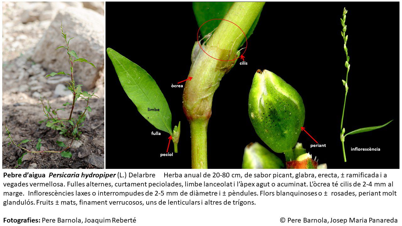 fitxa_Persicaria_hydropiper