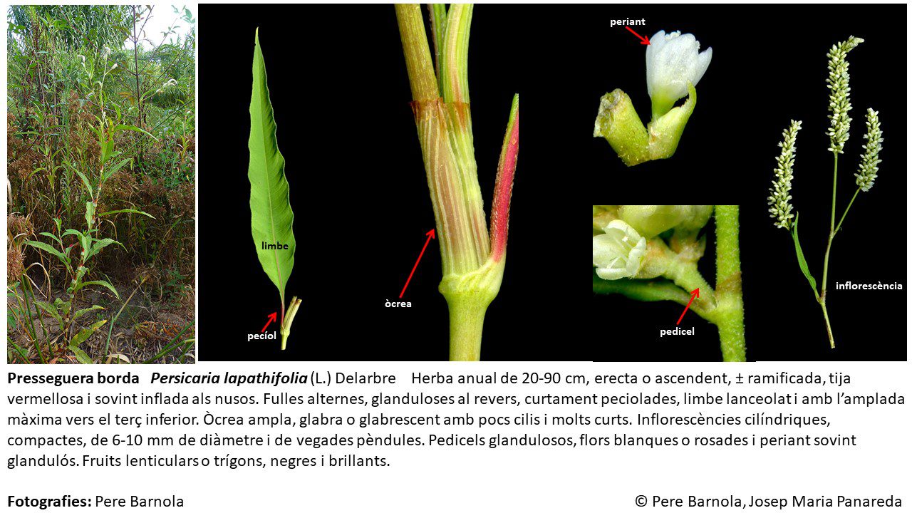 fitxa_Persicaria_lapathifolia