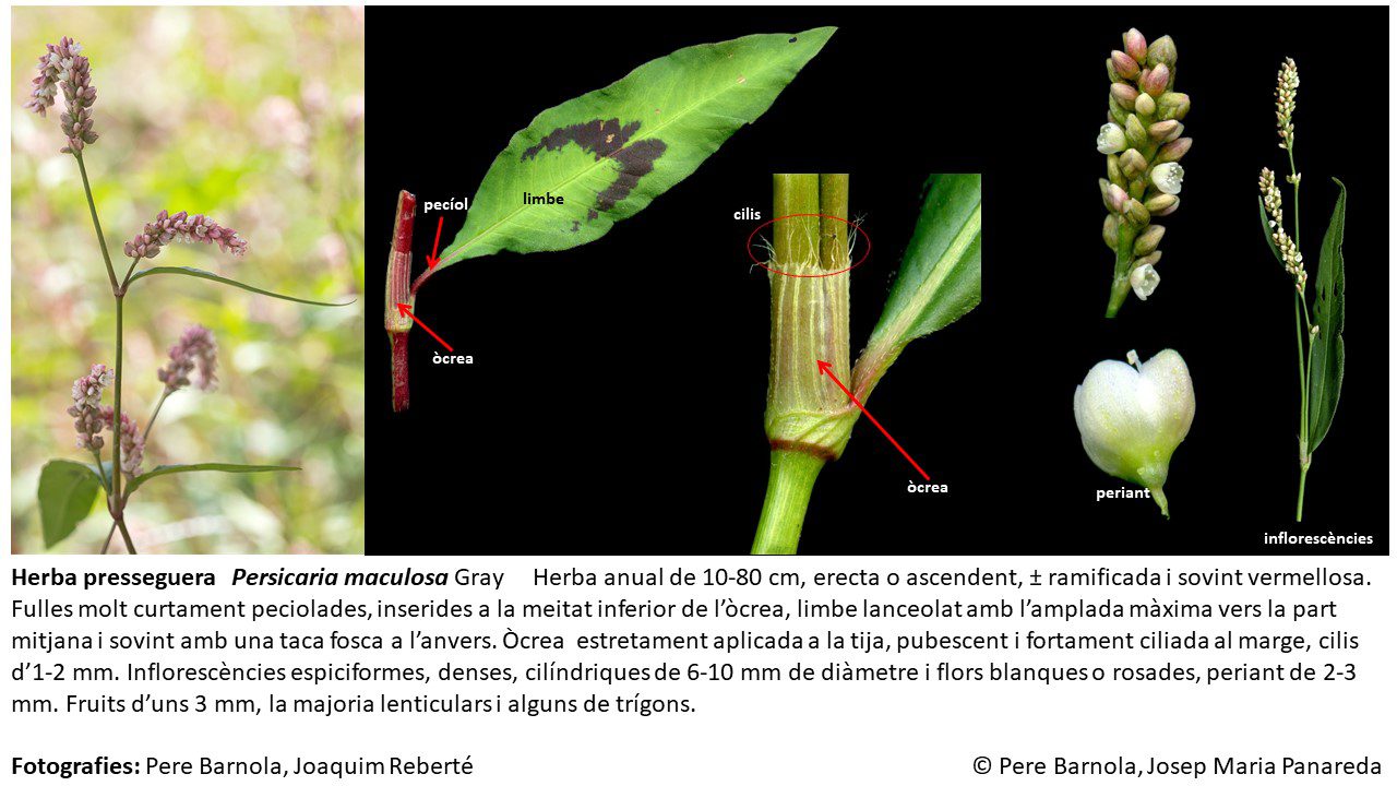 fitxa_Persicaria_maculosa