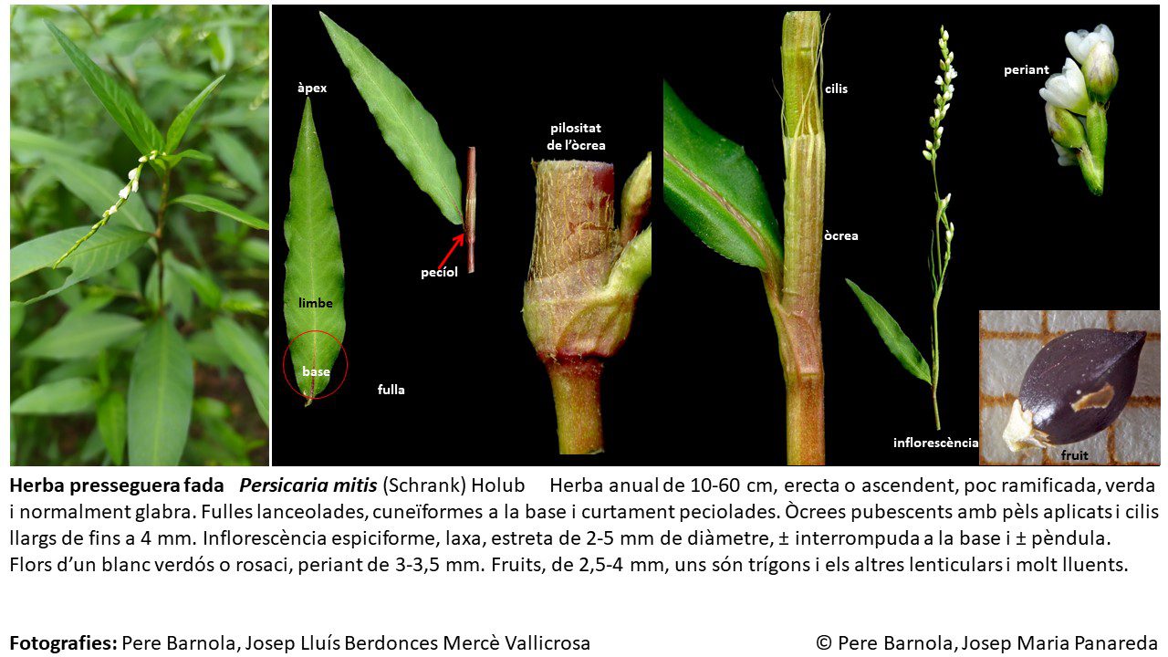 fitxa_Persicaria_mitis