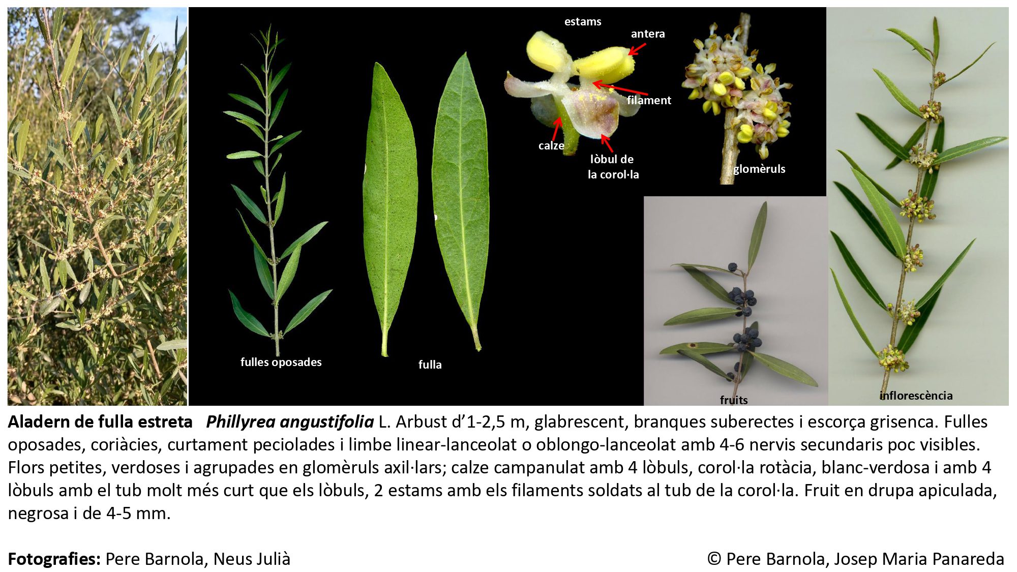 fitxa_Phillyrea_angustifolia