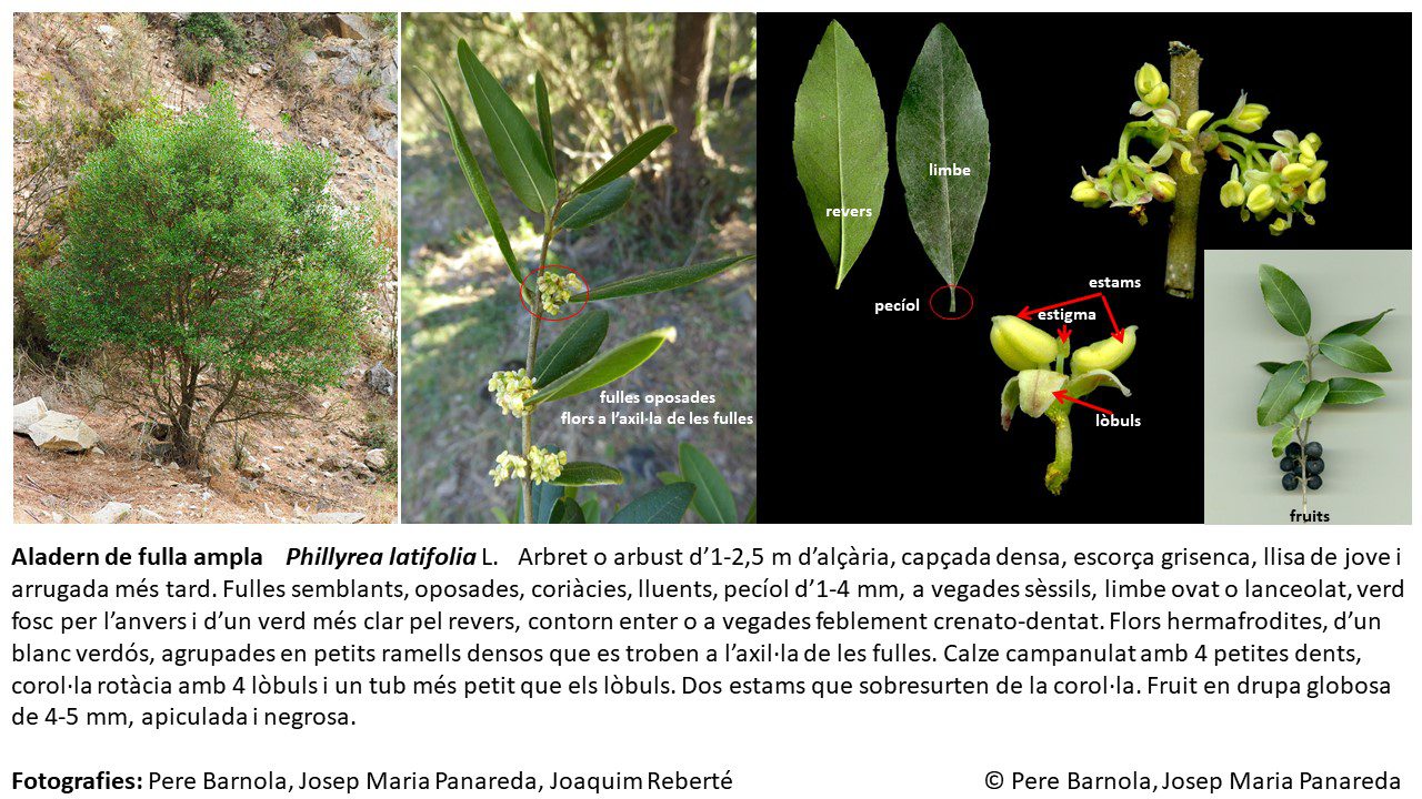 fitxa_Phillyrea_latifolia