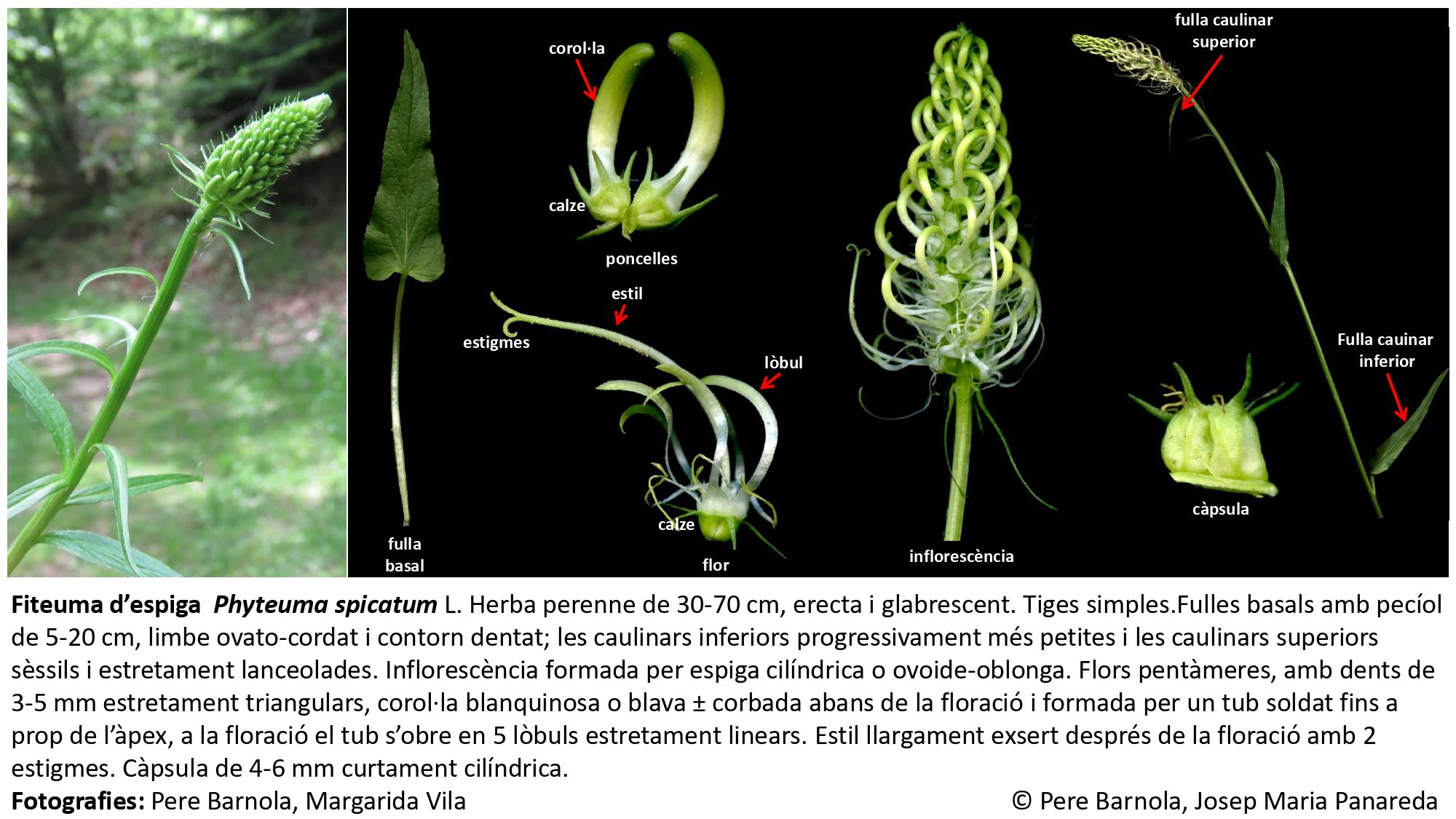 fitxa_Phyteuma_spicatum