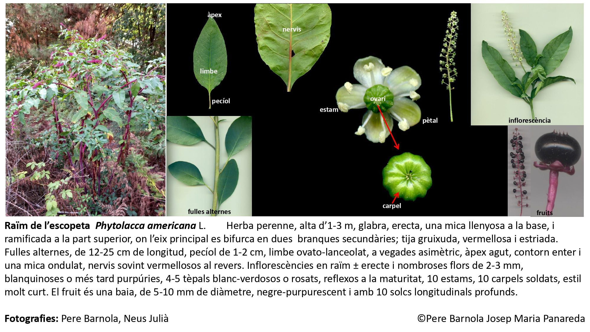 fitxa_Phytolacca_americana