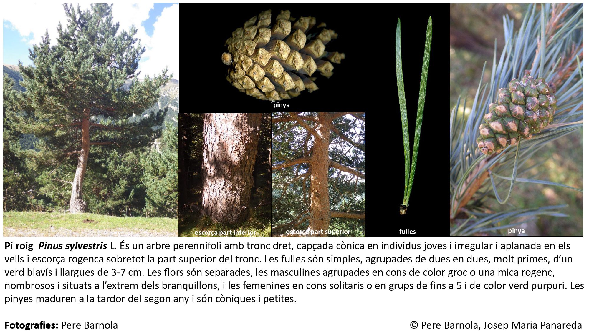 fitxa_Pinus_sylvestris