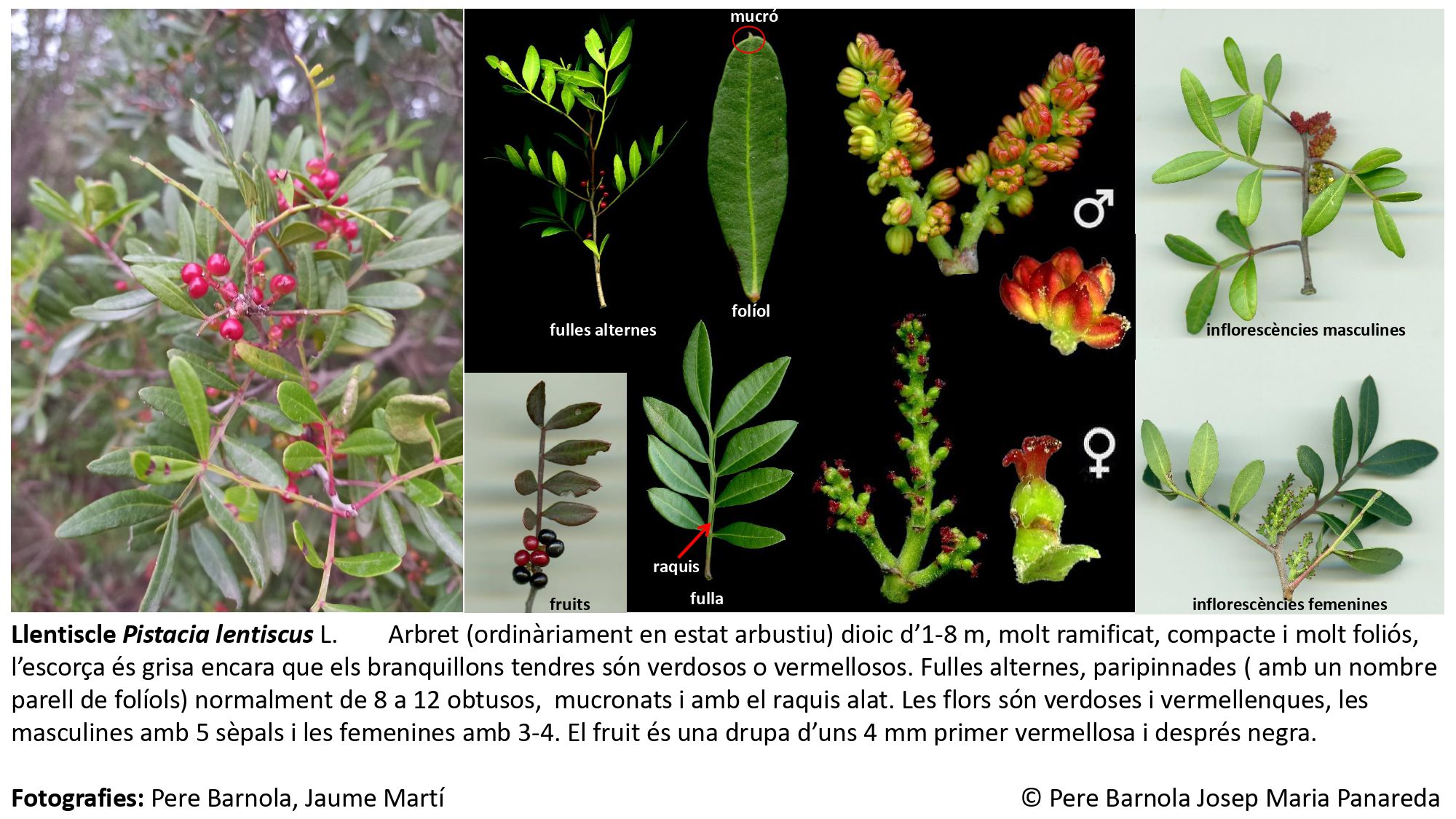 fitxa_Pistacia_lentiscus