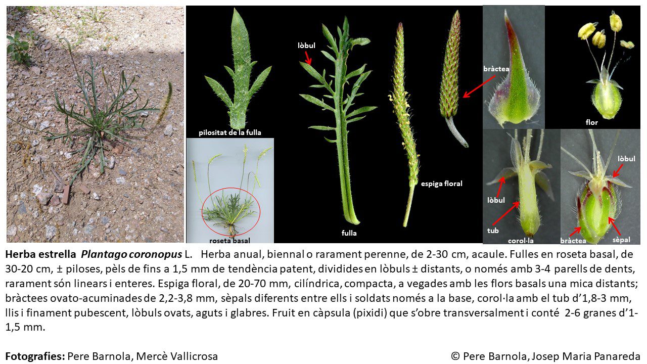 fitxa_Plantago_coronopus