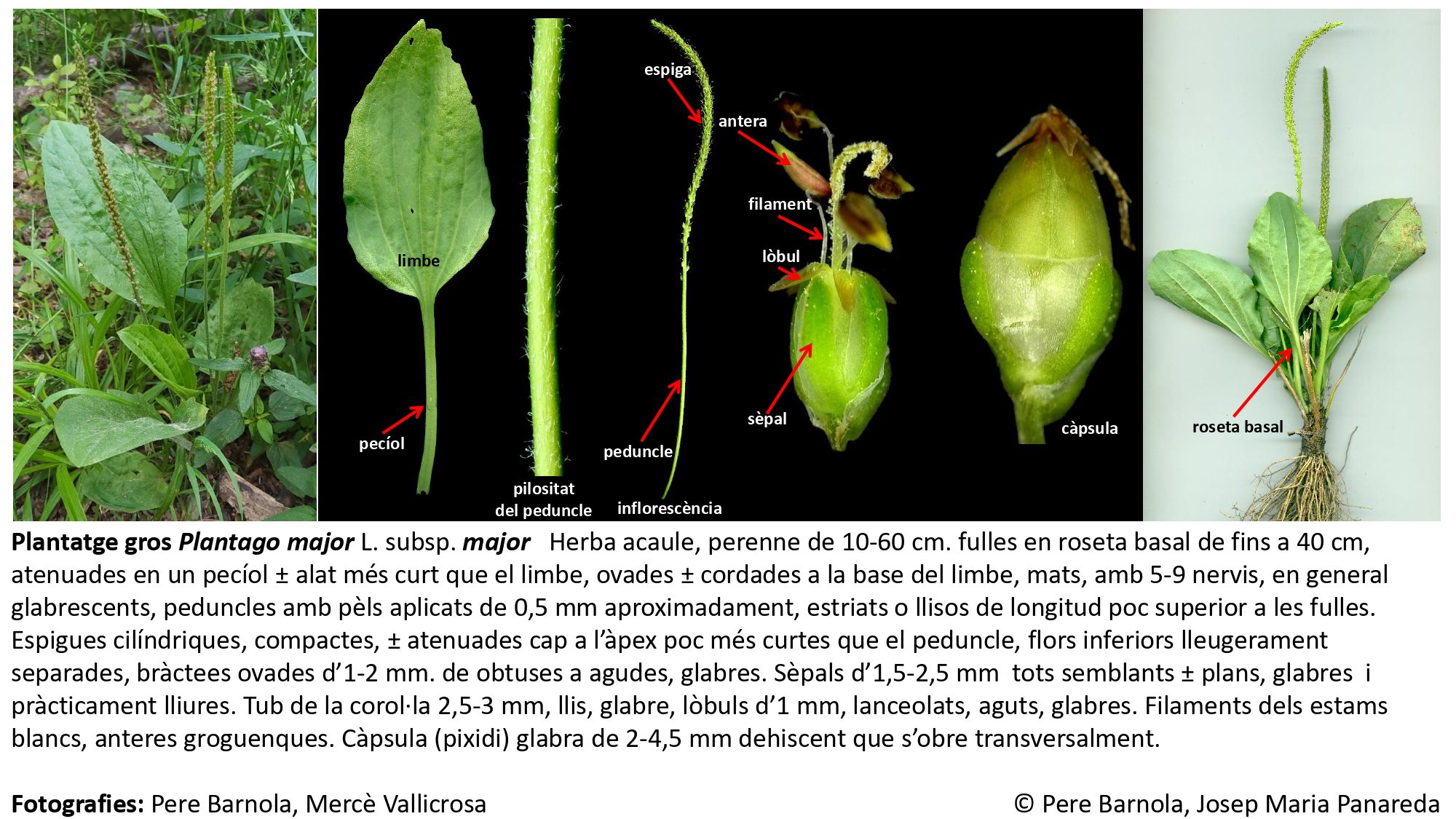 fitxa_Plantago_major_major