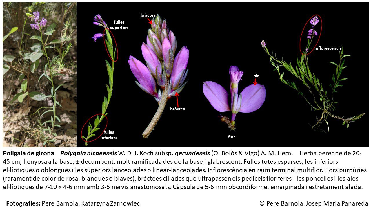 fitxa_Polygala_nicaeensis_gerundensis