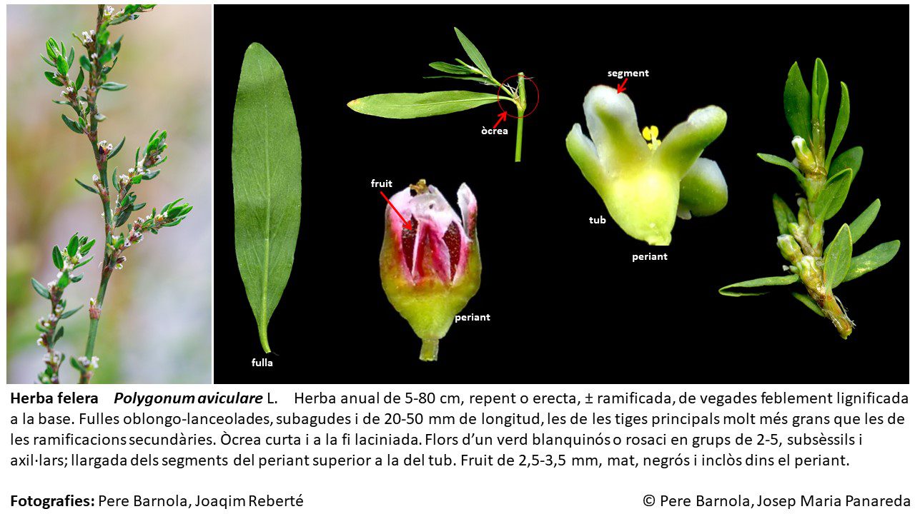 fitxa_Polygonum_aviculare