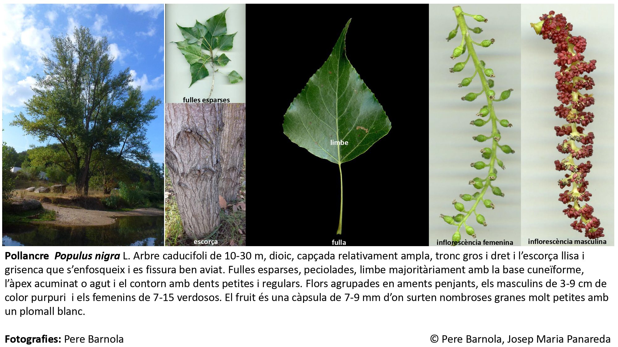 fitxa_Populus_nigra