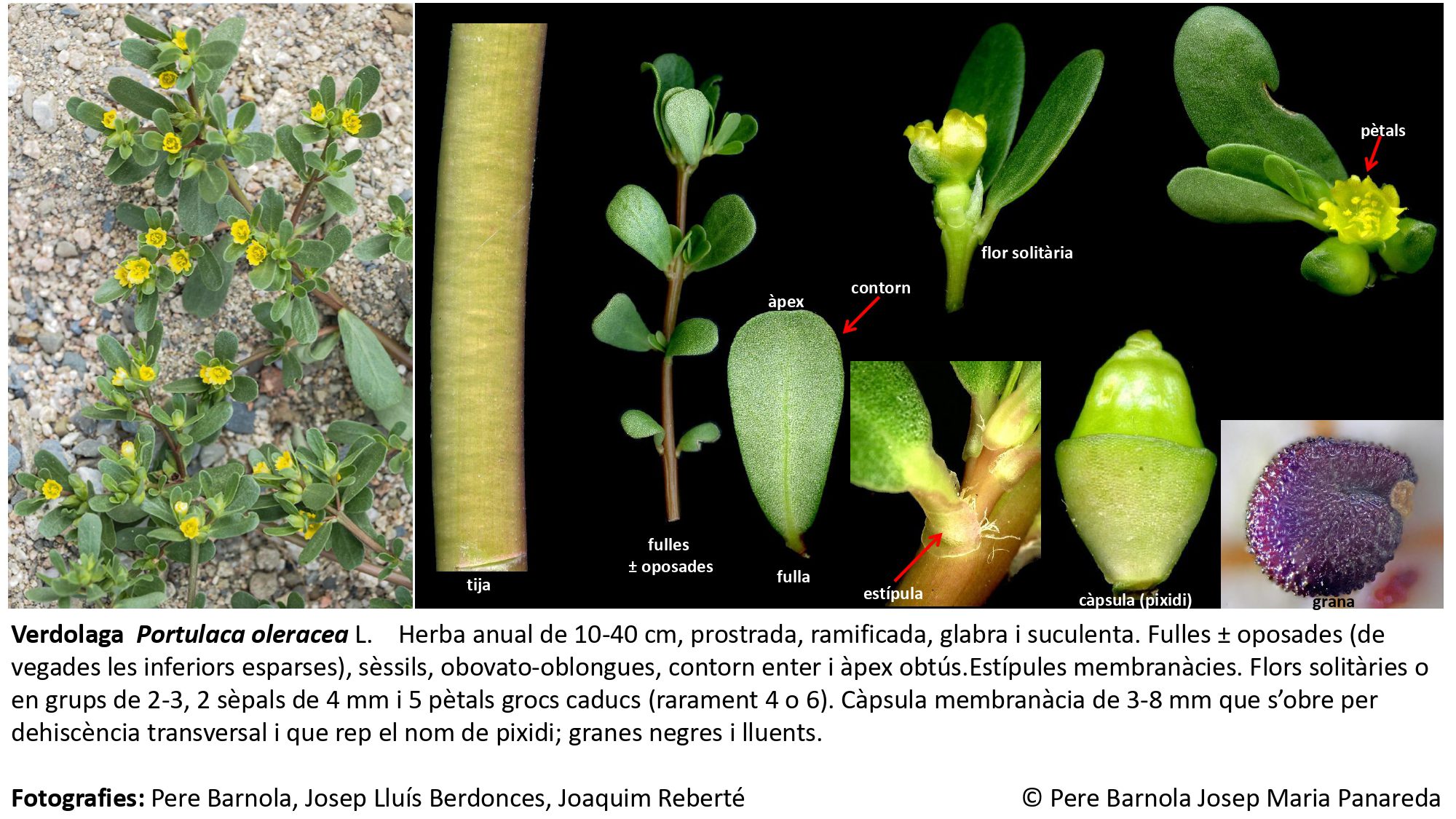 fitxa_Portulaca_oleracea