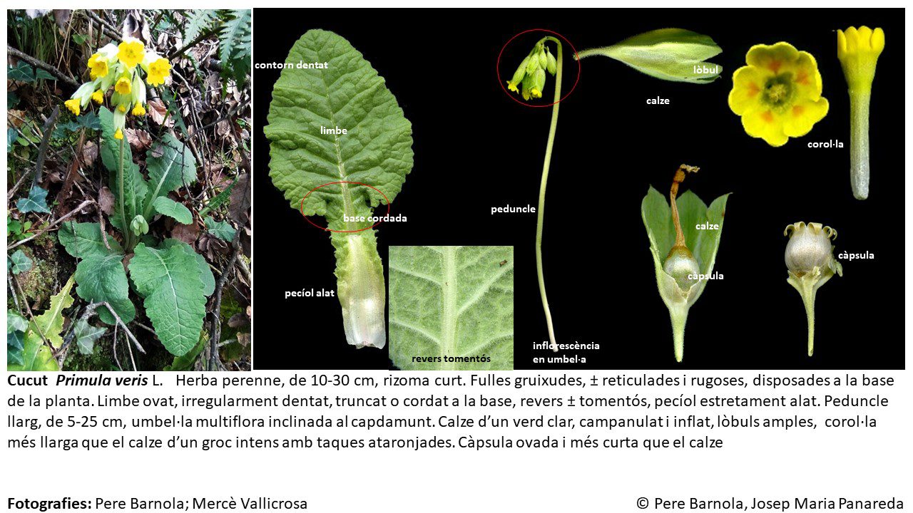 fitxa_Primula_veris