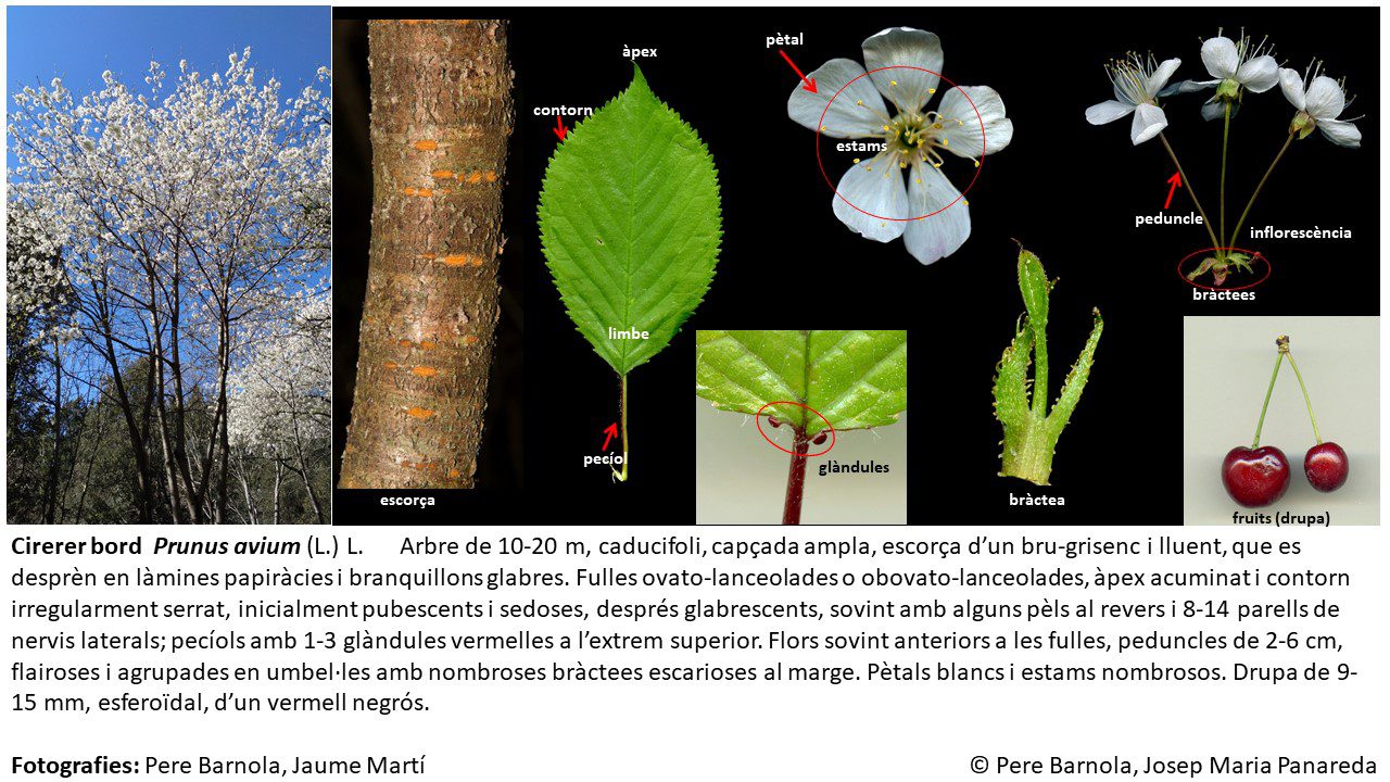 fitxa_Prunus_avium