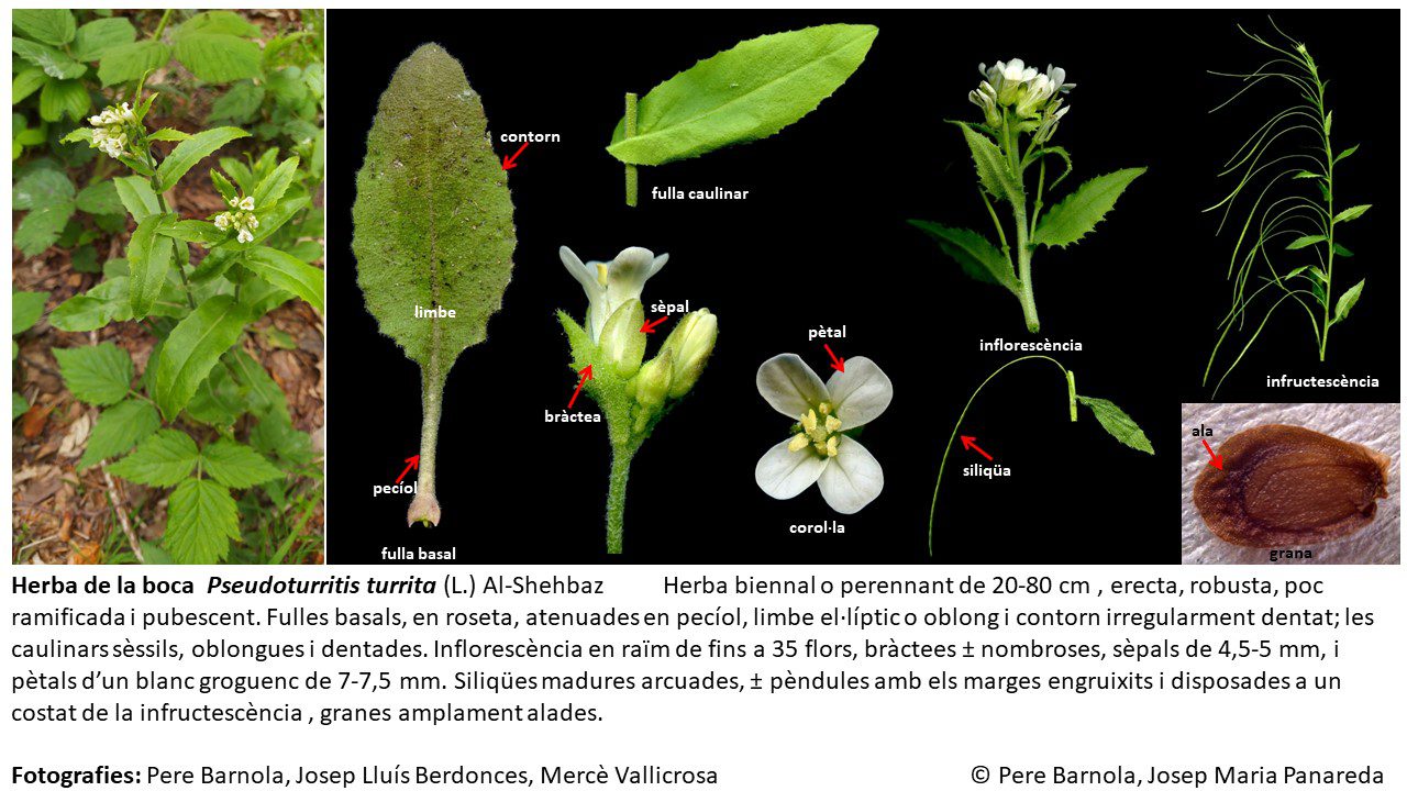 fitxa_Pseudoturritis_turrita