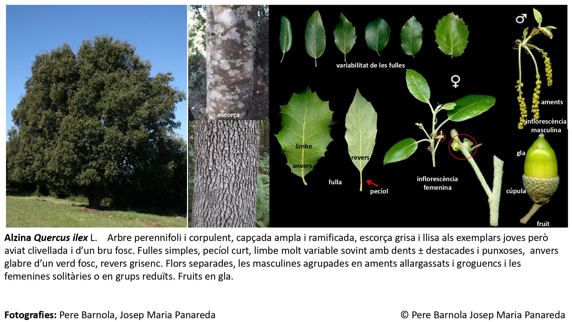 fitxa_Quercus_ilex_ilex