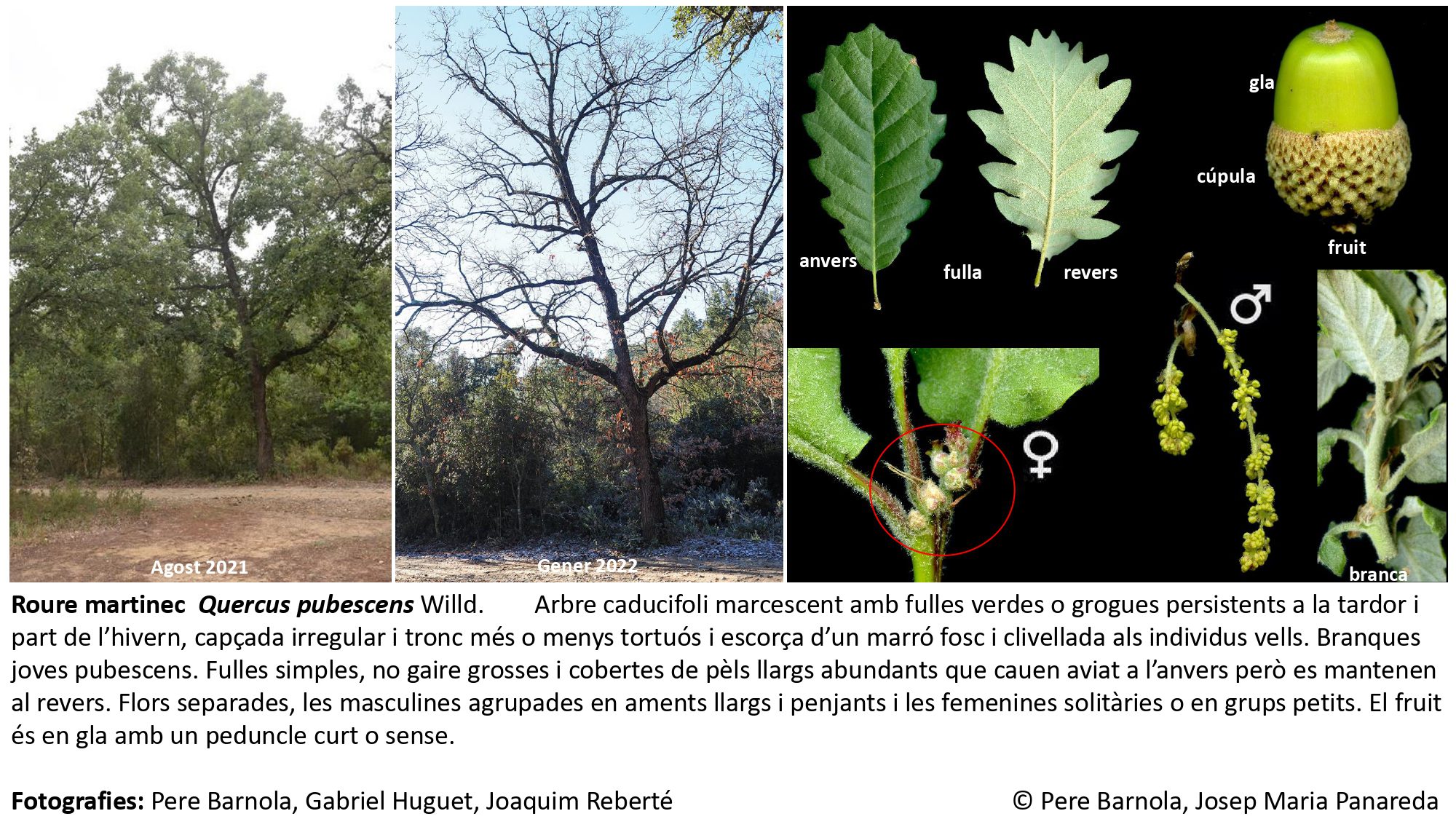fitxa_Quercus_pubescens