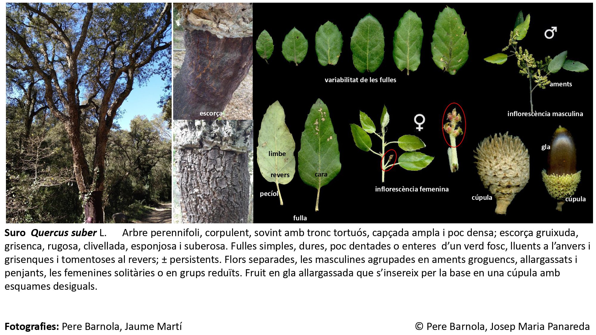 fitxa_Quercus_suber