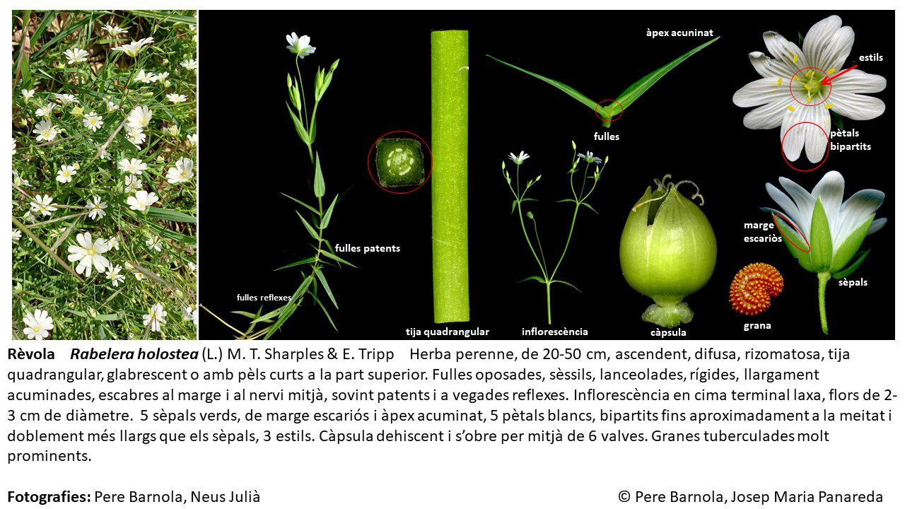 fitxa_Rabelera_holostea