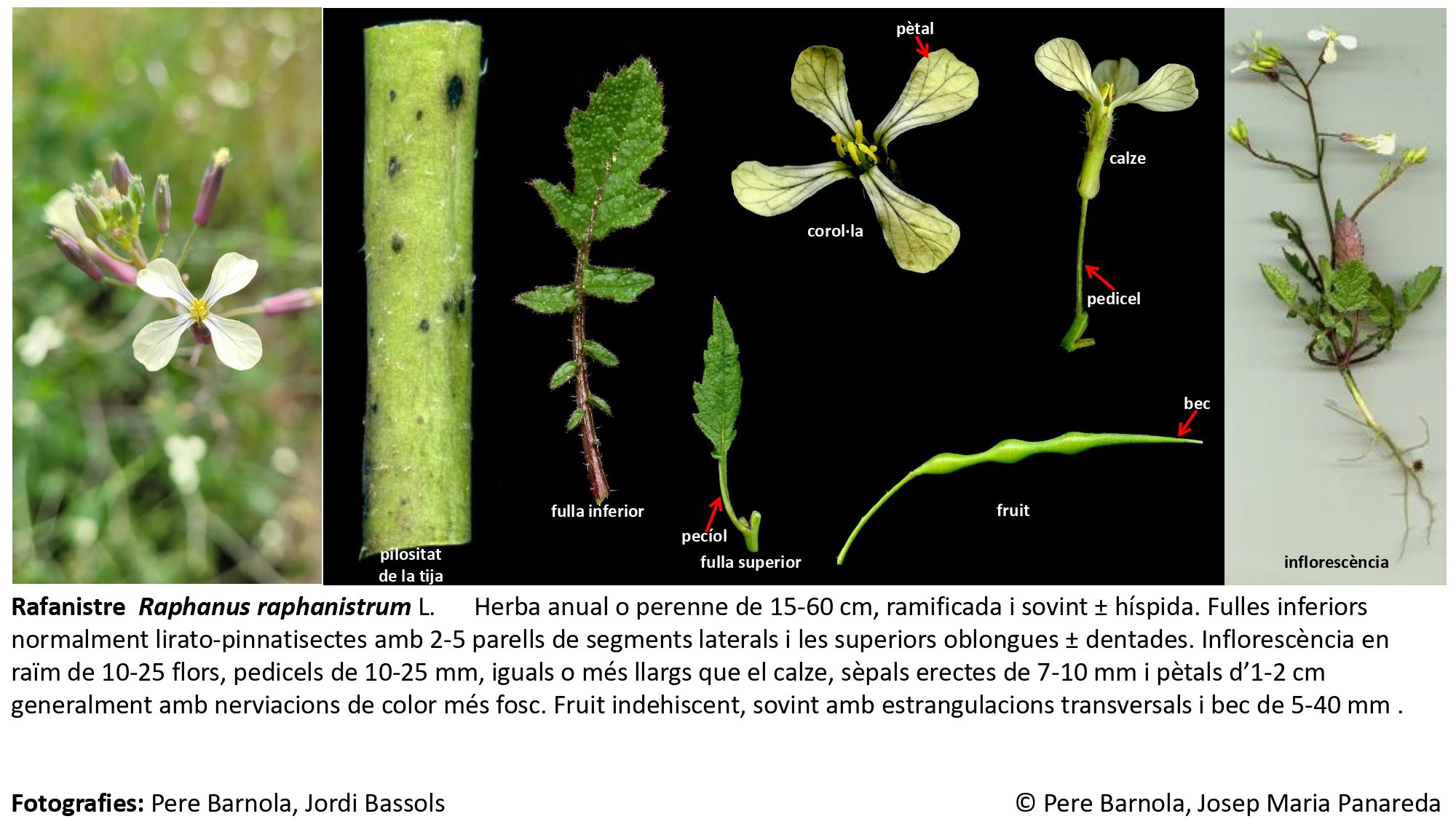 fitxa_Raphanus_raphanistrum