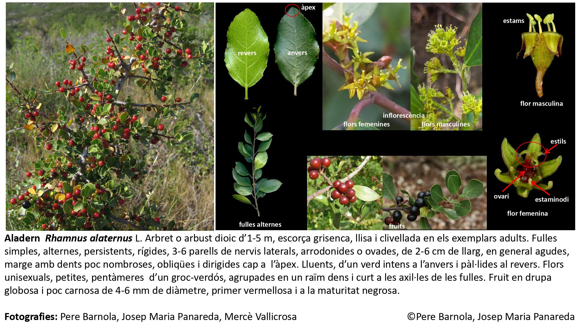 fitxa_Rhamnus_alaternus