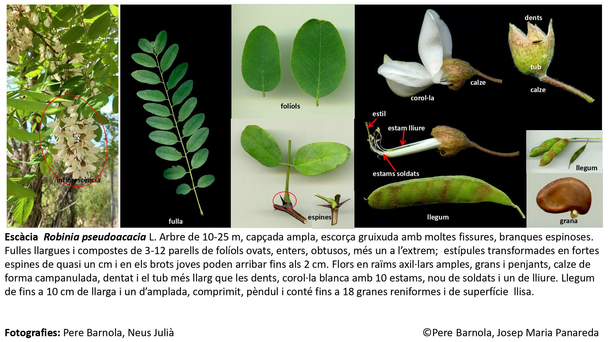 fitxa_Robinia_pseudoacacia