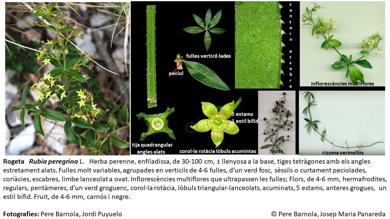 fitxa_Rubia_peregrina