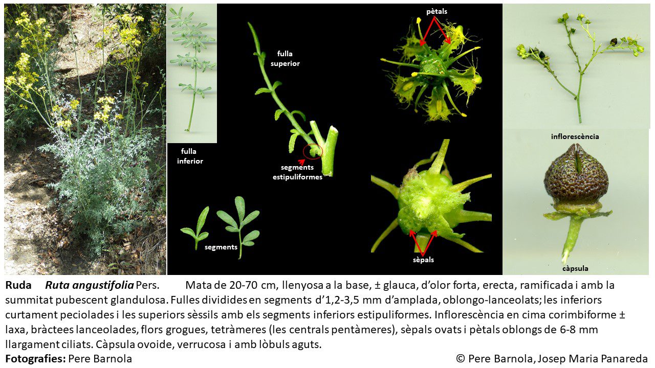 fitxa_Ruta_angustifolia.