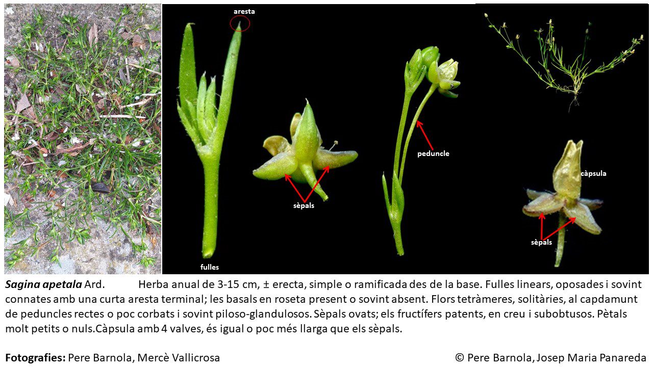 fitxa_Sagina_apetala